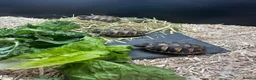 Hermann Tortoise reptiles for sale: Hermann tortoise - Advert 5