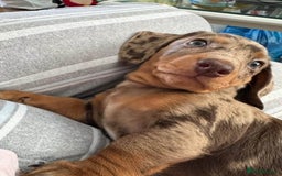 Miniature Dachshund dogs for sale: Miniature Dachshunds Puppies  - Image 5