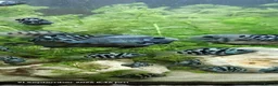 Cichlids fish for sale: Polar blue parrot chiclids  - Advert 6