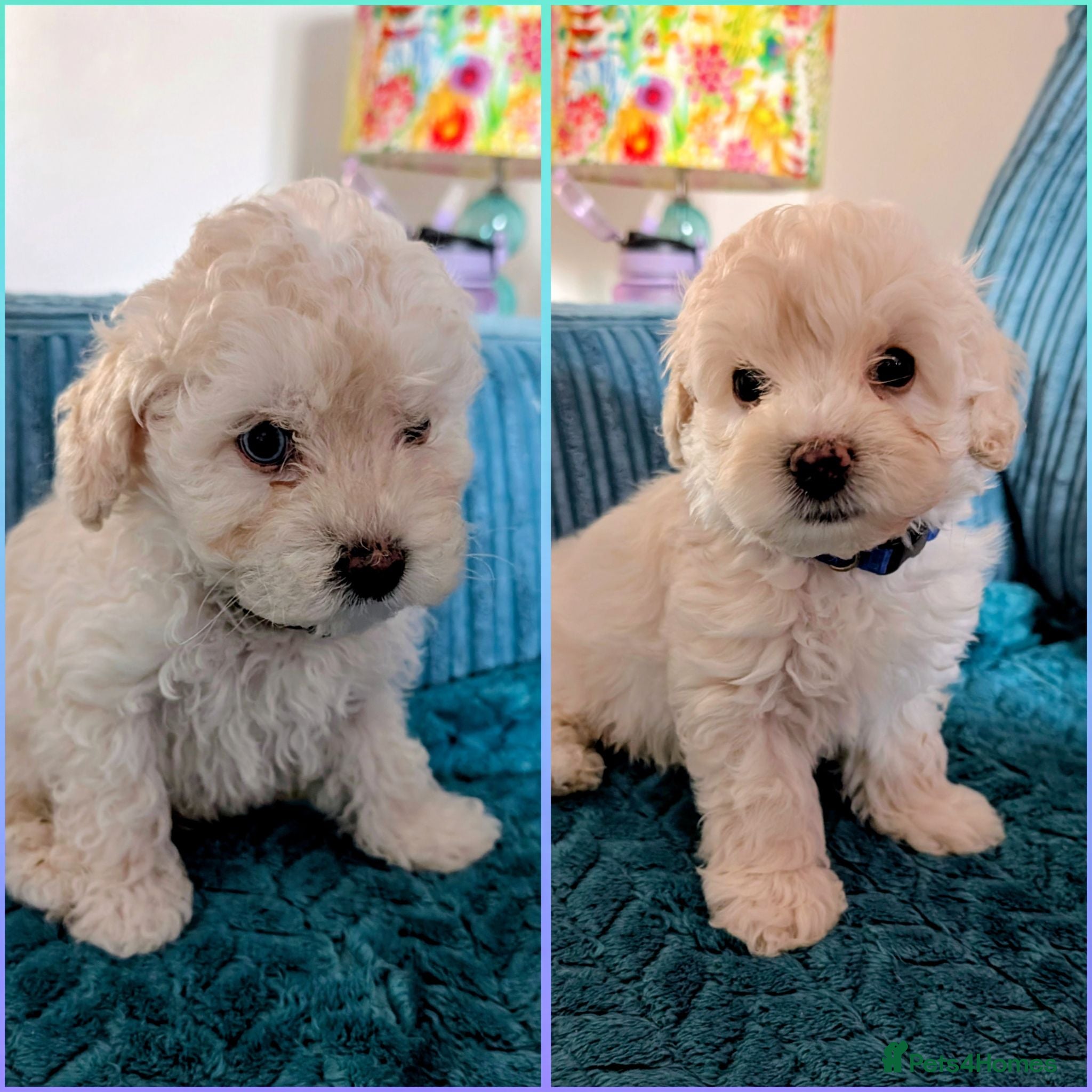 Maltipoo dogs Dna Genetically health tested maltipoos - Advert 4