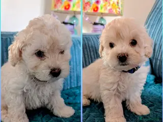 Maltipoo dogs Dna Genetically health tested maltipoos - Advert 4