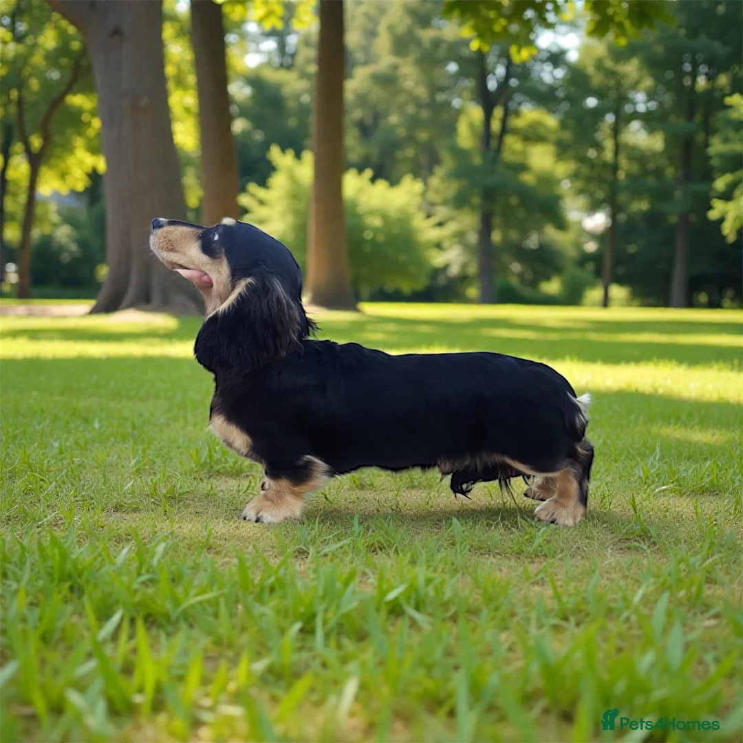 Miniature Dachshund dogs for stud: Miniature long hair dachshund for stud  - Advert 3
