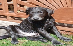 Labrador Retriever dogs for sale: Rehoming our beautiful boys, 9 month old labradors - Image 2