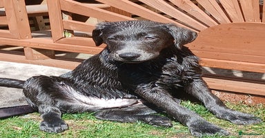 Labrador Retriever dogs - Advert 15