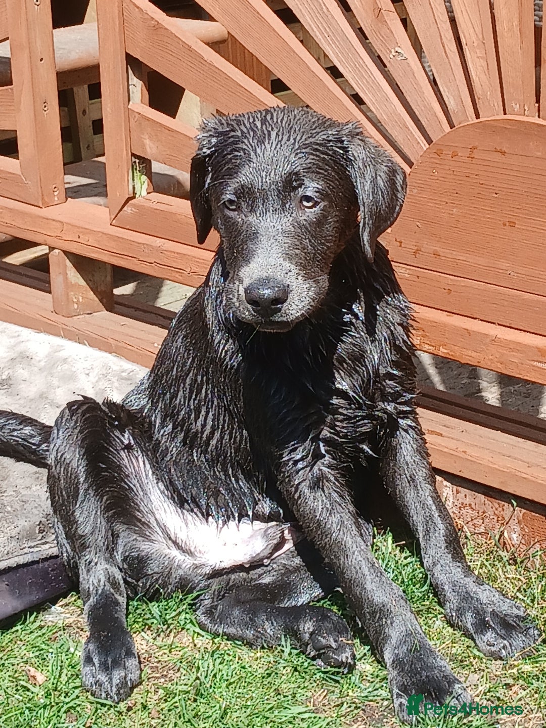 Labrador Retriever dogs for sale: Rehoming our beautiful boys, 9 month old labradors - Image 2
