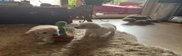 Golden Retriever dogs for sale: 1 Handsome Cream Golden Retriever Boy - Advert 11