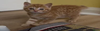 Ginger Boy