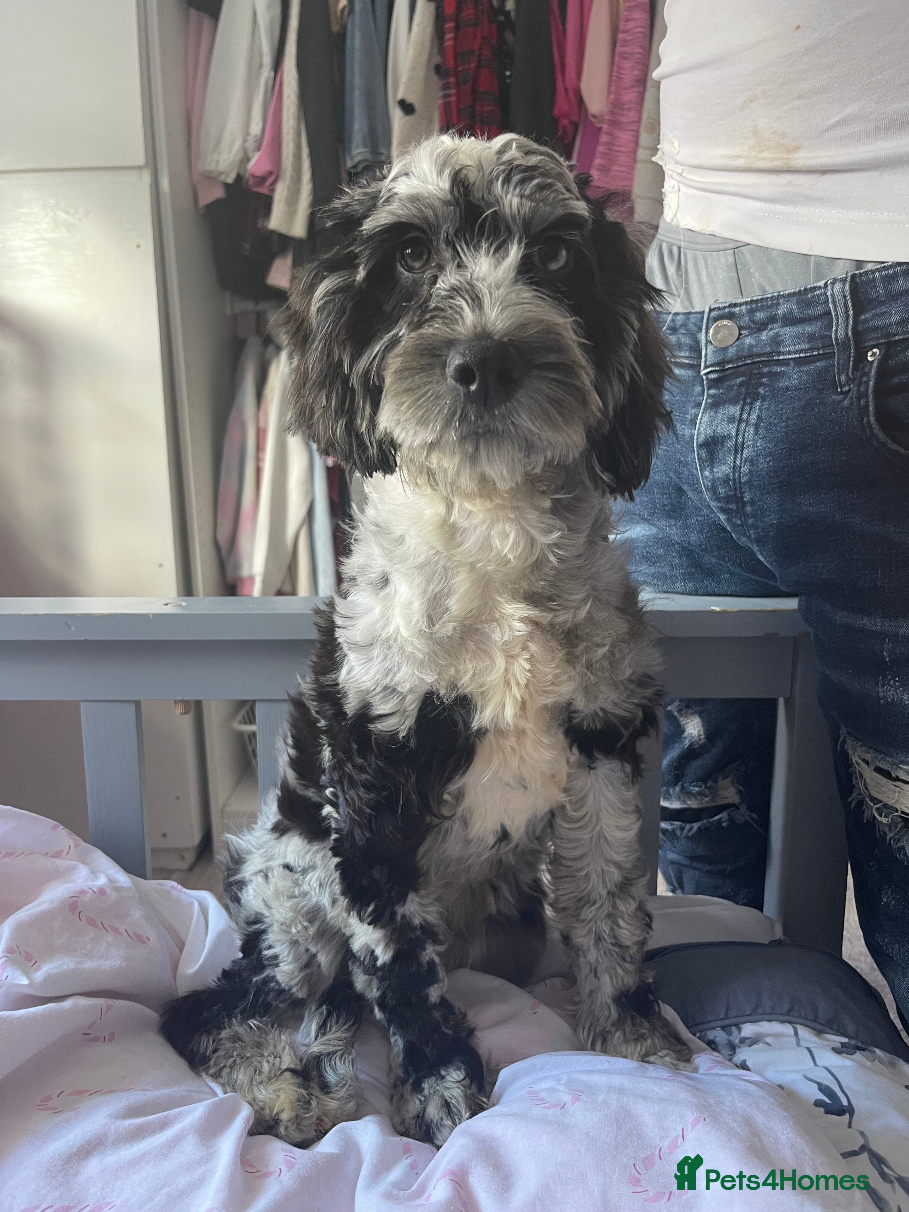 Cockapoo dogs Toy cockapoo puppy  - Advert 1