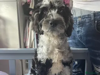 Cockapoo dogs Toy cockapoo puppy - Advert 1