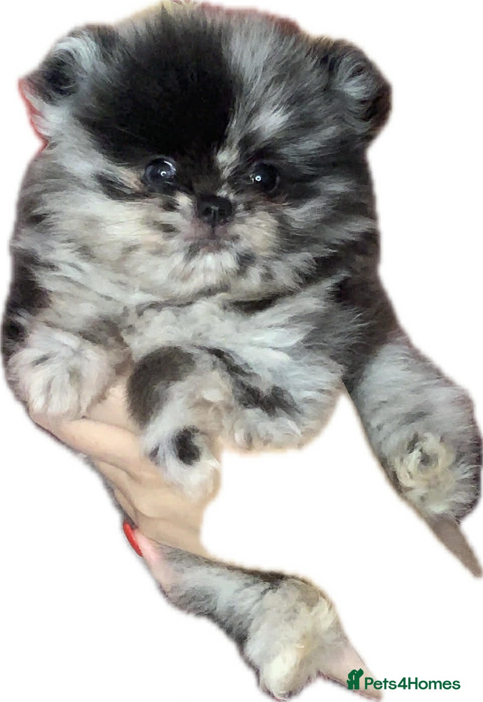 Pomeranian dogs UNIQUE POMERANIAN-LITTER READY ON 6TH OF FEBRUARY  - Advert 1