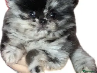 Pomeranian dogs UNIQUE POMERANIAN-LITTER READY ON 6TH OF FEBRUARY - Advert 1