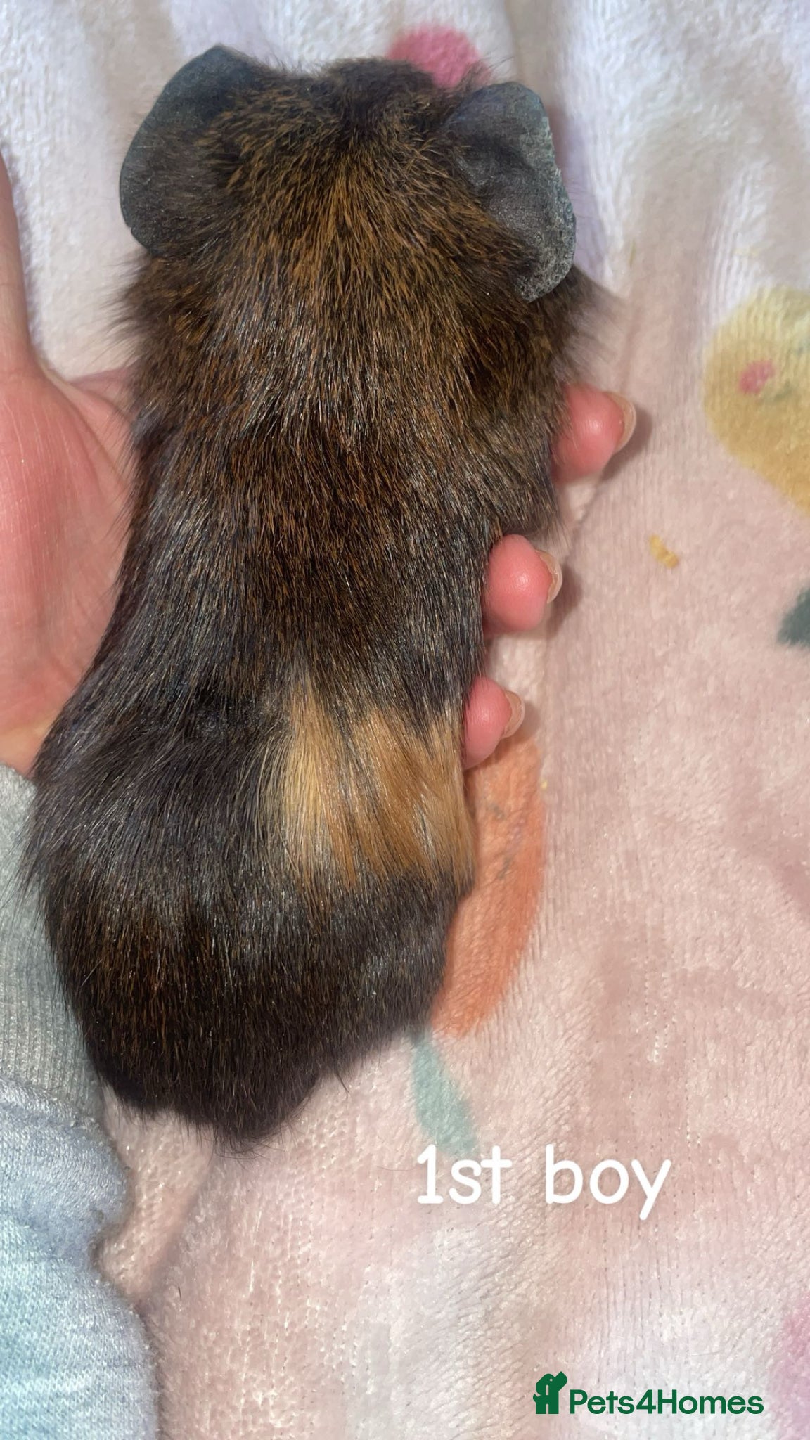 Guinea Pig rodents 2 baby boars ready on the 2nd may  - Advert 1