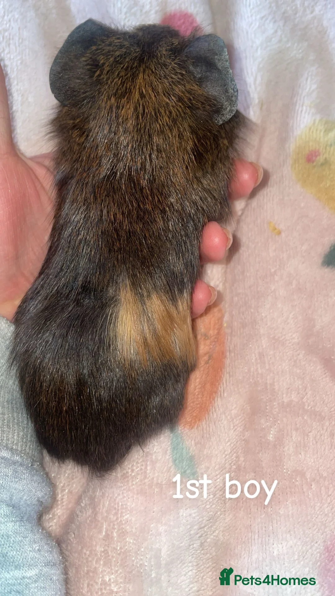 Guinea Pig rodents for sale: 2 baby boars ready on the 2nd may  in Burton-on-Trent - Advert 1