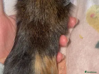 Guinea Pig rodents 2 baby boars ready on the 2nd may - Advert 1