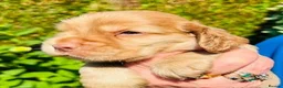 Cocker Spaniel dogs for sale: lyncham cocker spaniels - Advert 4