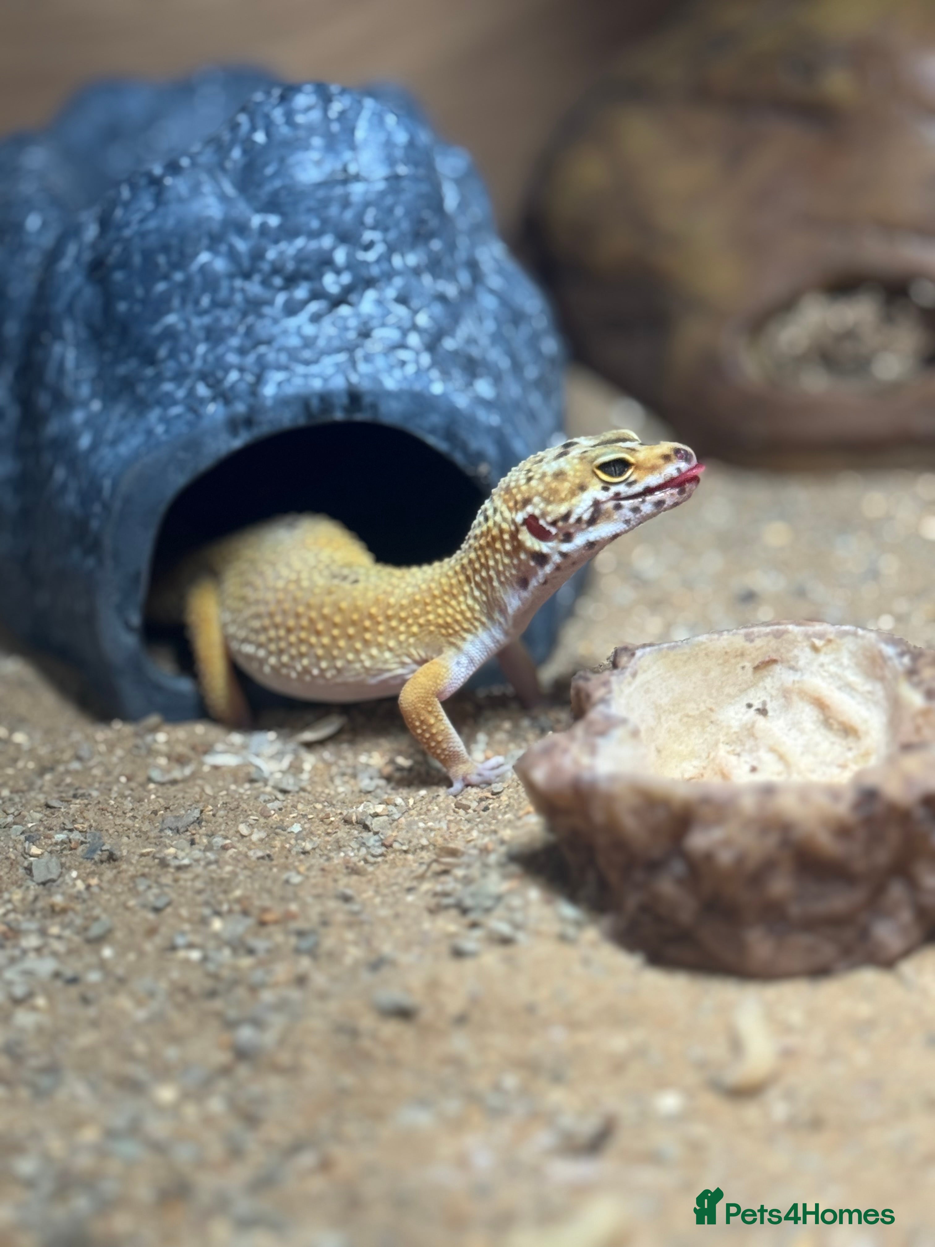 Gecko reptiles Stunning Morph Geko with setup  - Advert 4