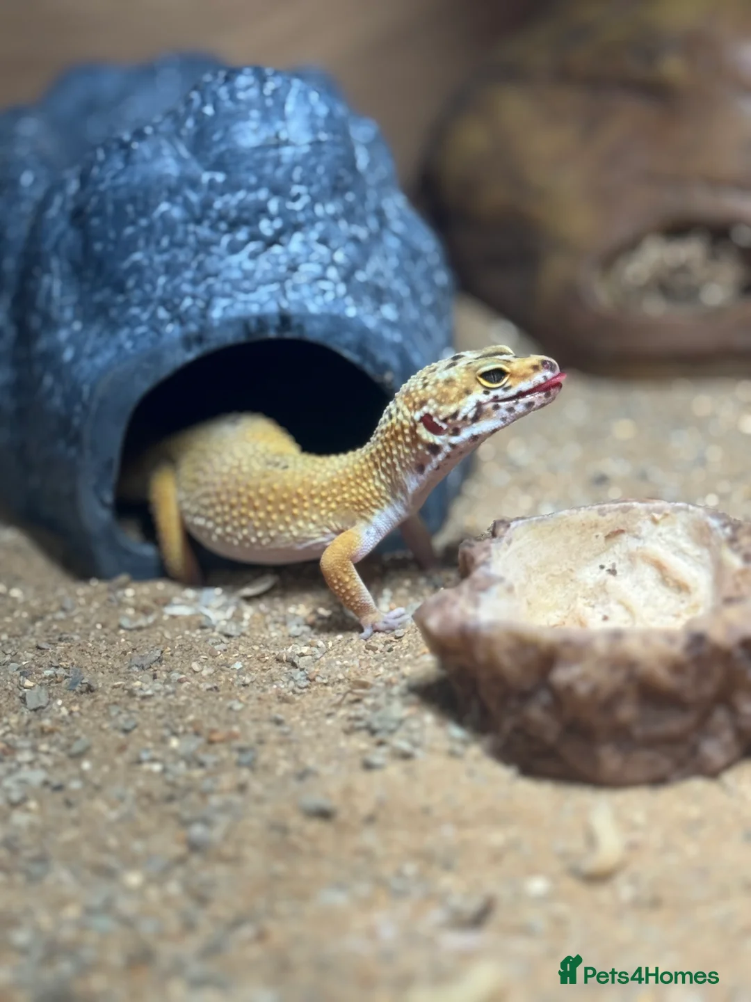 Gecko reptiles for sale: Stunning Morph Geko with setup  - Advert 1