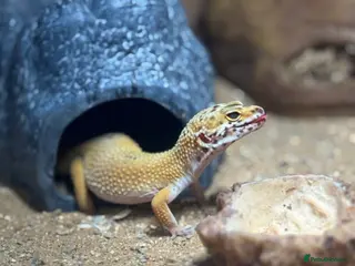 Gecko reptiles Stunning Morph Geko with setup - Advert 1