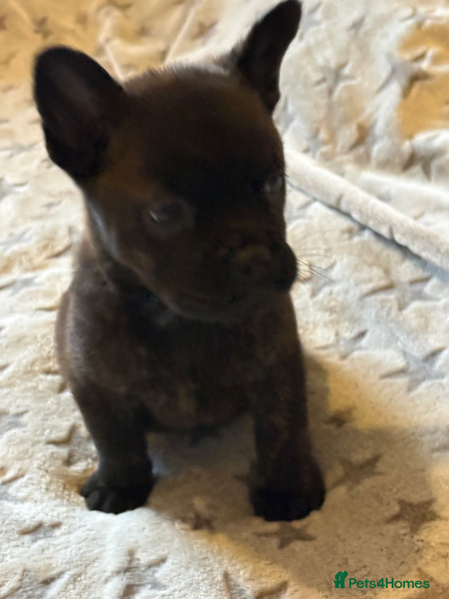 Mixed Breed dogs Adorable Frow Frow puppies ready now  - Advert 13