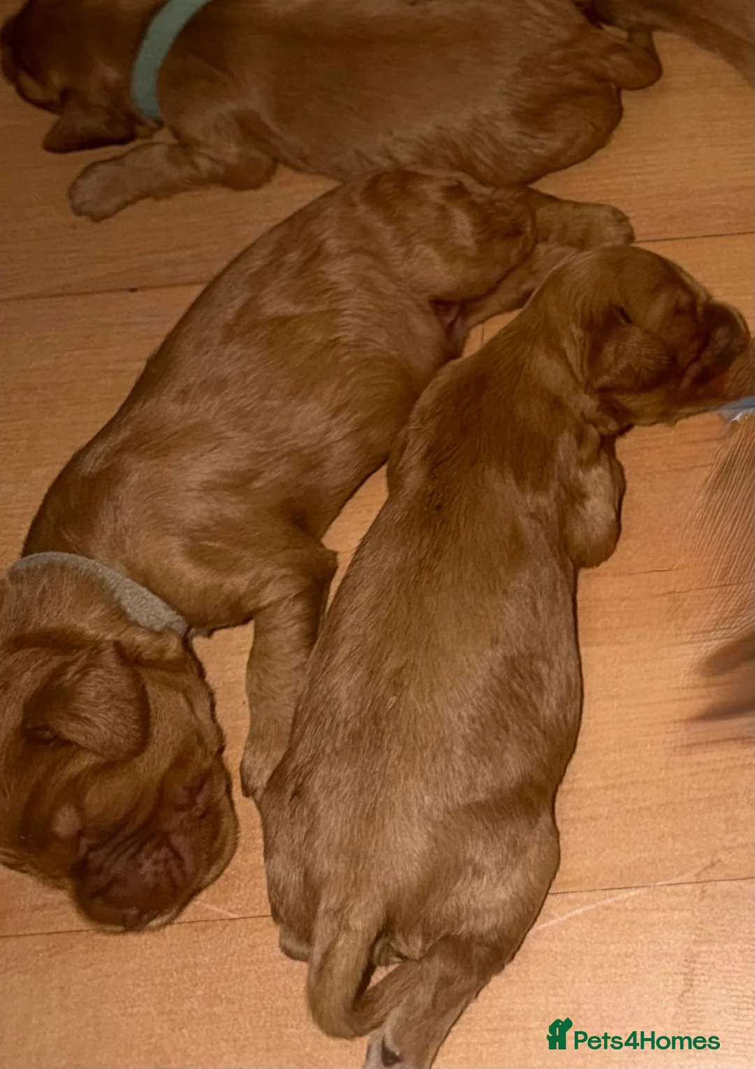 Cocker Spaniel dogs for sale: KC show type cocker spaniel puppies for sale - Advert 2