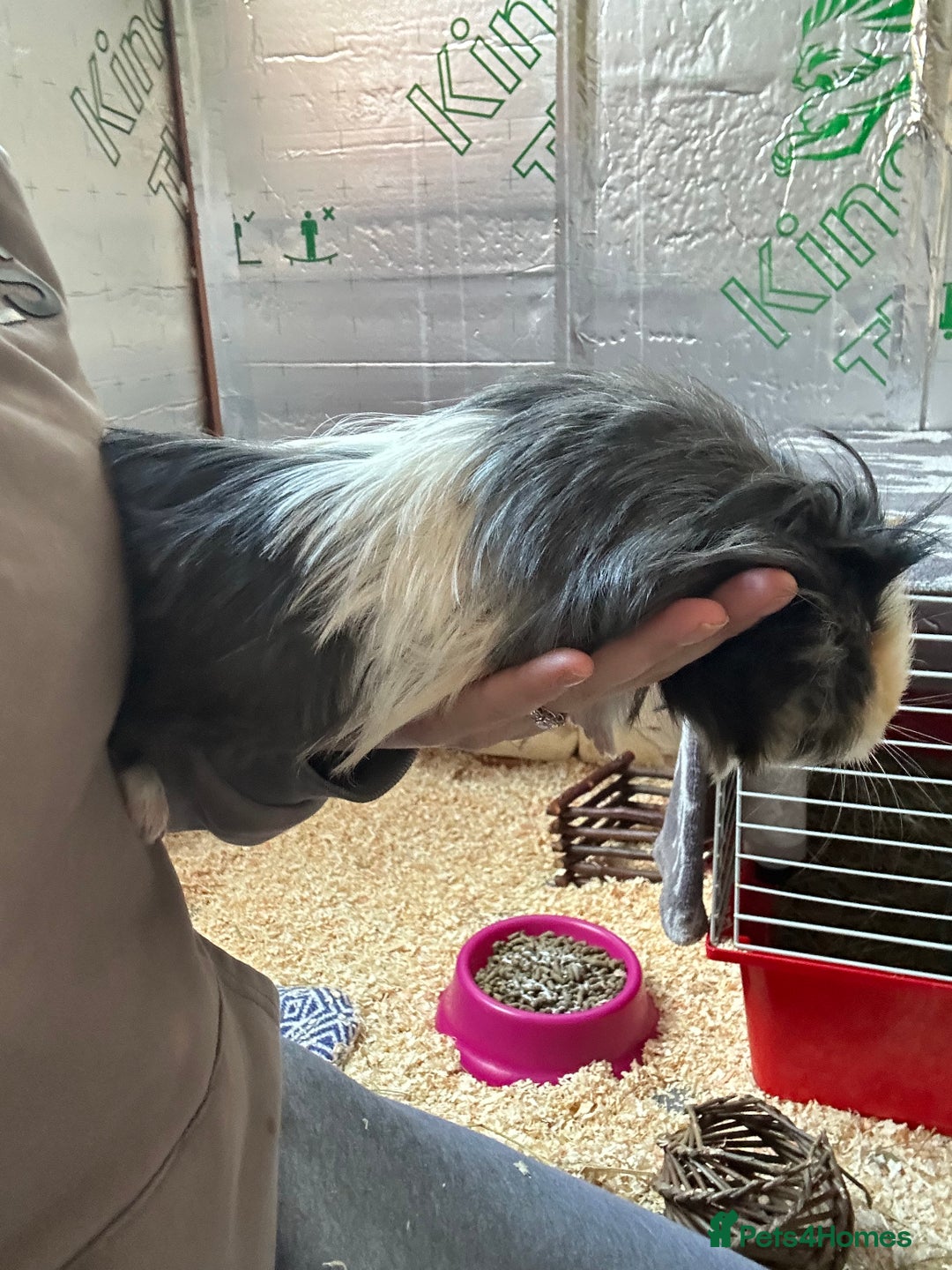 Guinea Pig rodents for sale: Rescue guinea pigs looking for new homes  - Advert 2