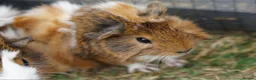 Guinea Pig rodents for sale: Beautiful funky guinea pigs - Advert 4