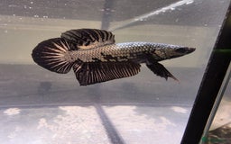 Bettas fish for sale: Broadheath Bettas  - Advert 2