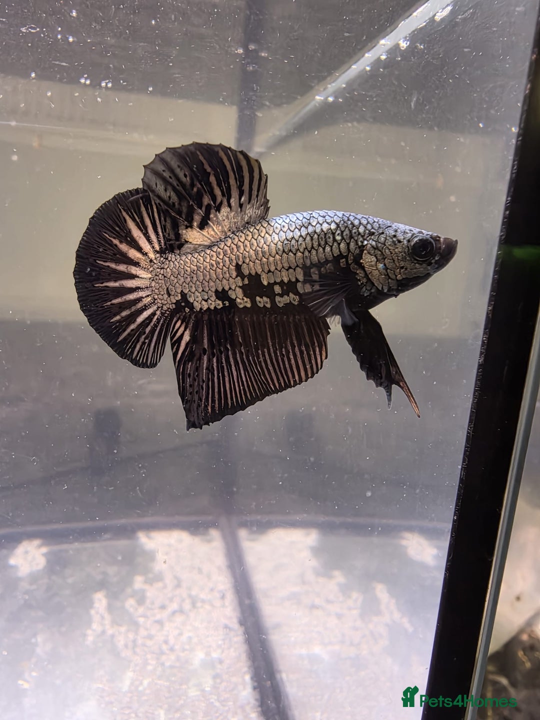 Bettas fish for sale: Broadheath Bettas  - Advert 2