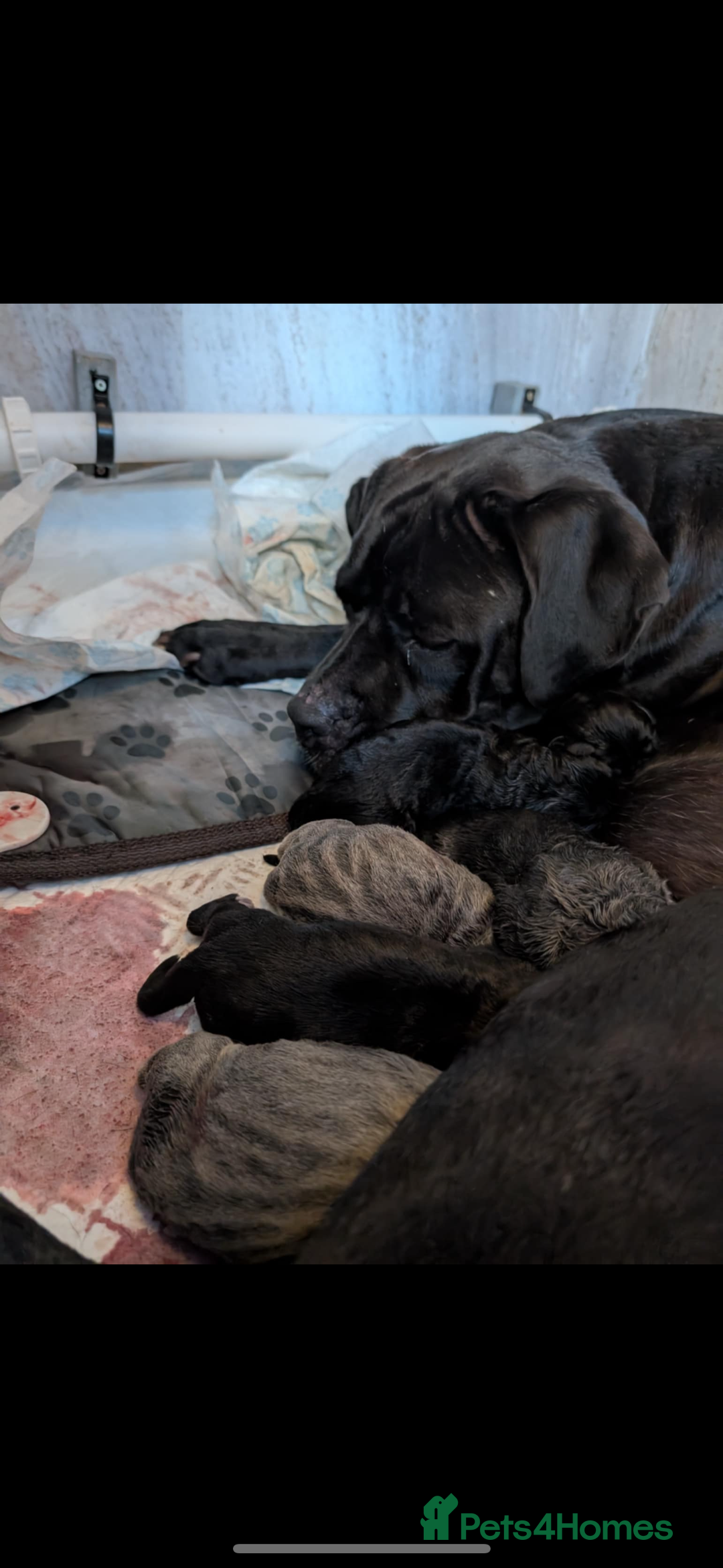 Cane Corso dogs for sale: Cane corso - Image 1