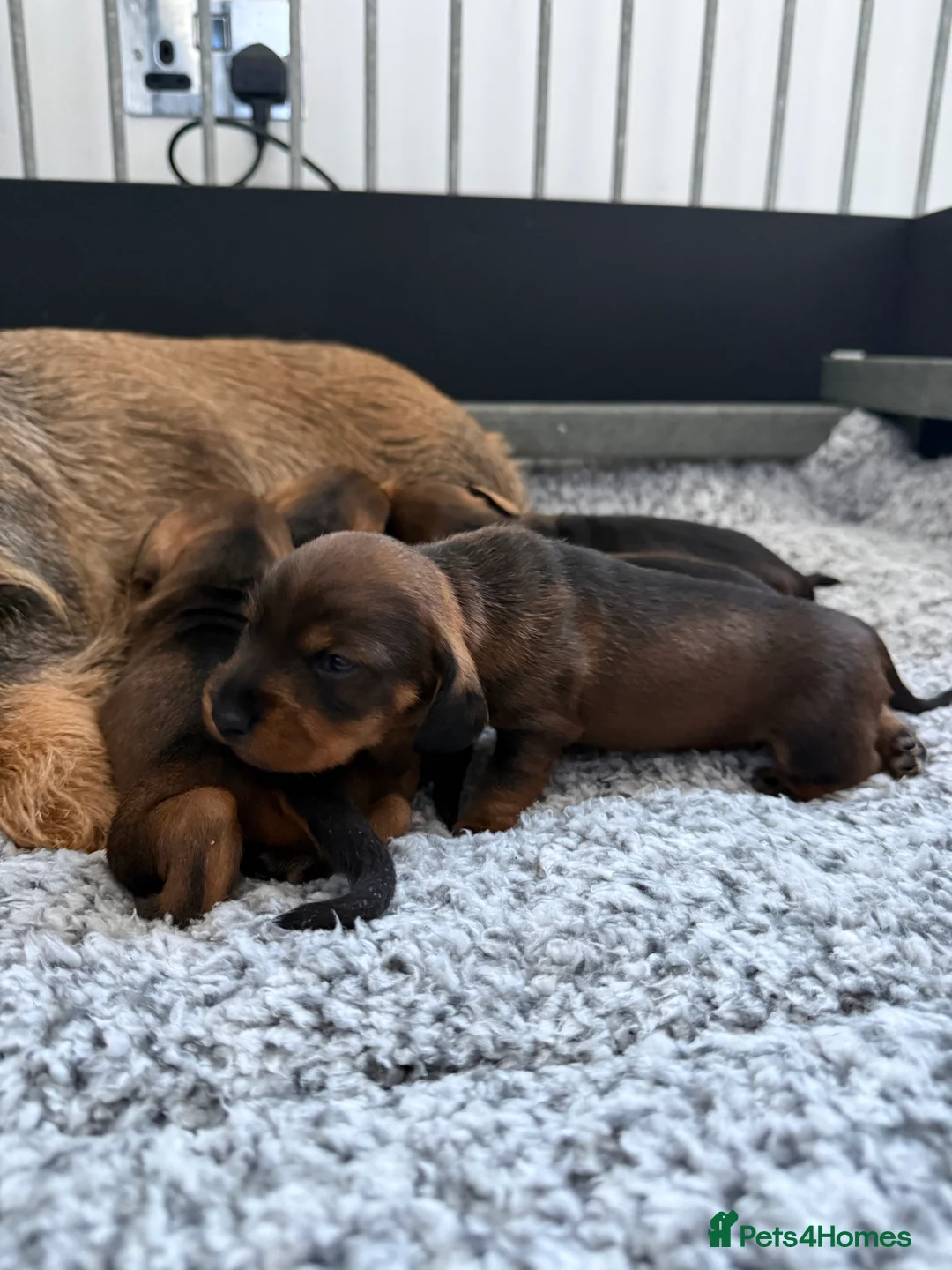 Dachshund dogs for sale: Standard Wire Haired Dachshund  in Manchester - Advert 7