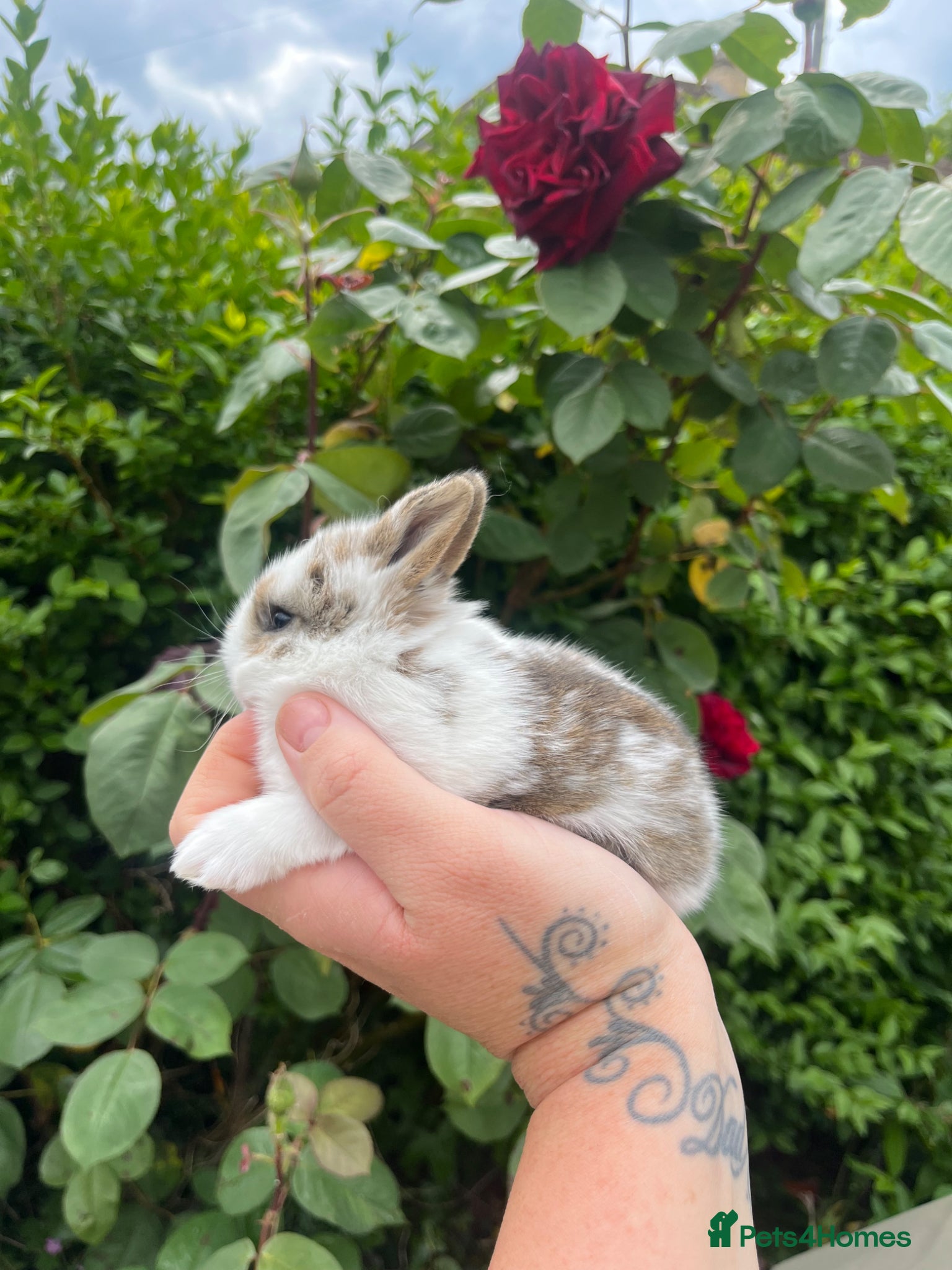 Mini Lop rabbits Mini lop / Netherland dwarf  - Advert 5