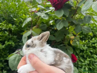 Mini Lop rabbits REDUCED Mini lop / Netherland dwarf - Advert 1
