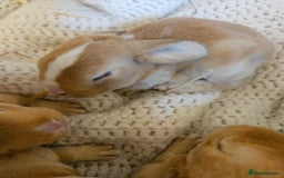 Mini Lop rabbits for sale: Plush lop x Red Rex  - Image 2