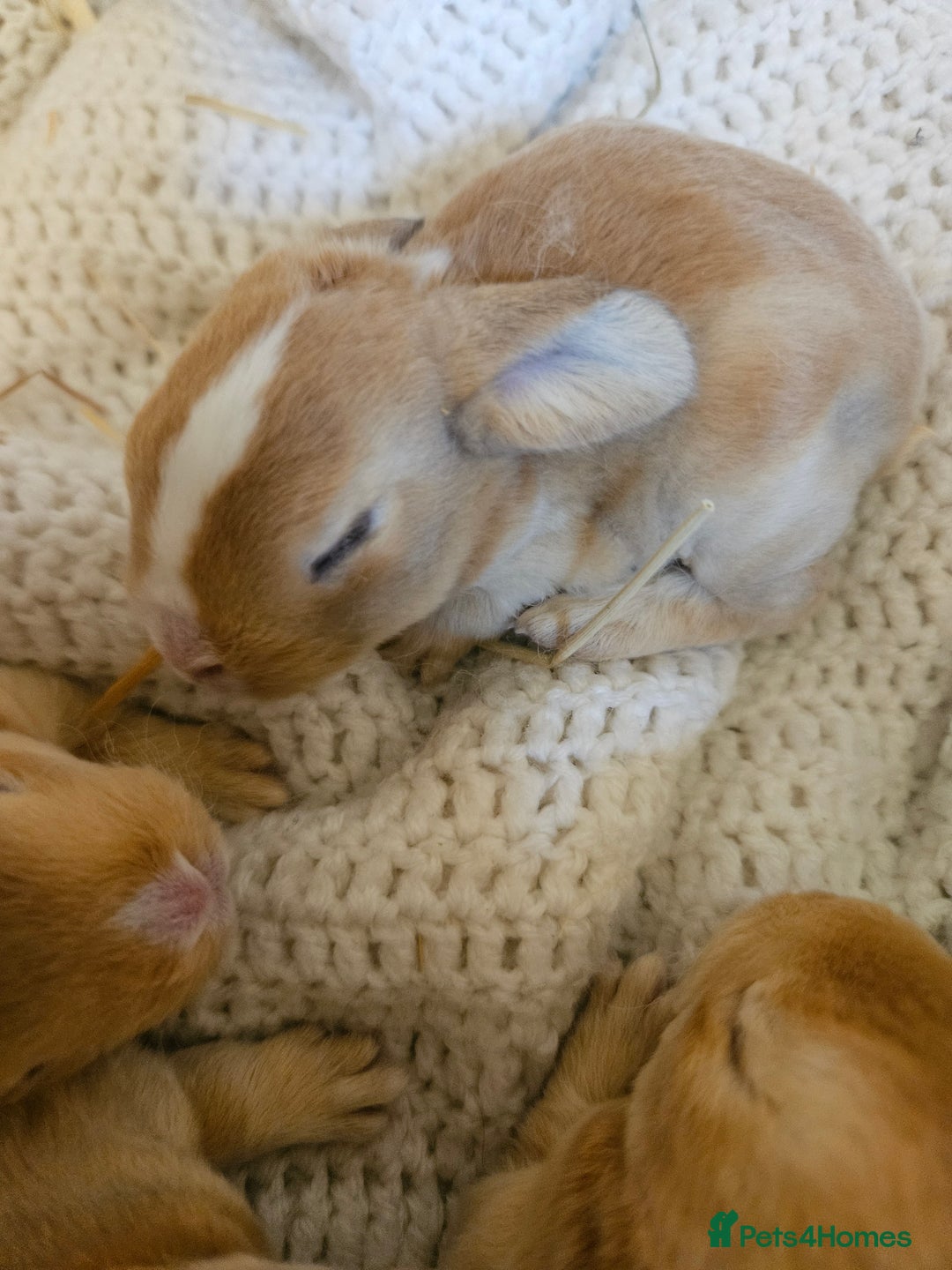 Mini Lop rabbits for sale: Plush lop x Red Rex  - Image 2