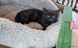 British Longhair cats for sale: Fluffy kittens very beautifull - Image 15