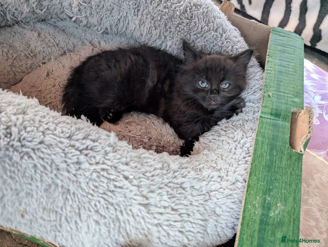 British Longhair cats for sale: Fluffy kittens very beautifull - Image 15