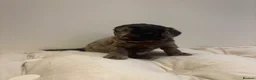 Cockapoo dogs for sale: Beautiful cockapoo puppy’s - Advert 23