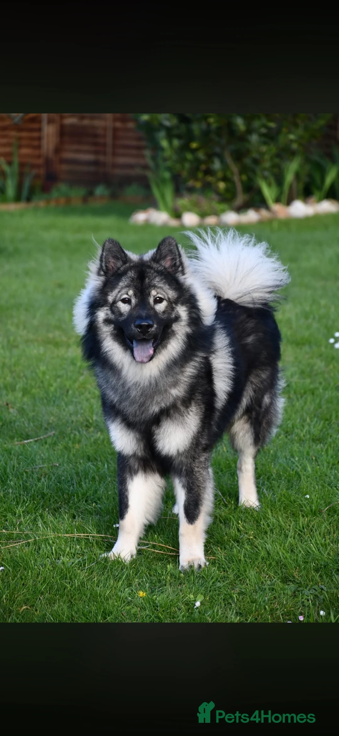 Eurasier dogs for sale: Eurasier Puppies - Kennel Club Registered  - Advert 27