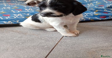 English Springer Spaniel dogs - Advert 3