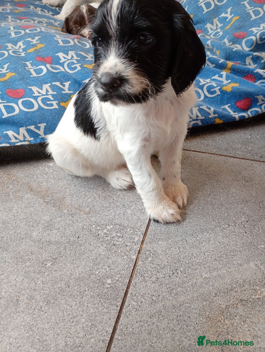 English Springer Spaniel dogs for sale: KC English Springer Spaniels (2 boys remaining) - Image 2