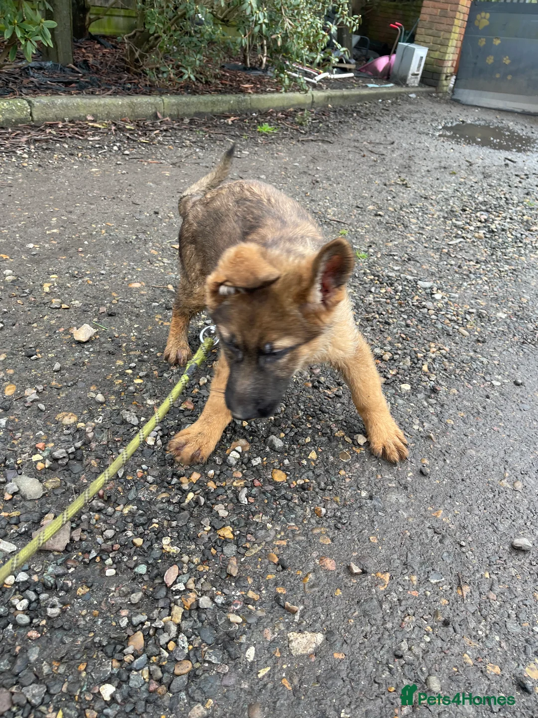 German Shepherd dogs for sale: German shepherd female x 2 - breeding g contract  - Advert 9