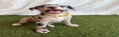 Whippet 1