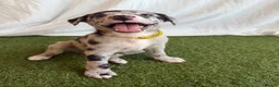 Whippet dogs for sale: Beautiful working whippets  - Advert 11