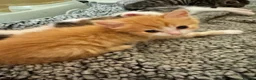 Mixed Breed cats for sale: Ginger Kitten 7 weeks old  - Advert 3