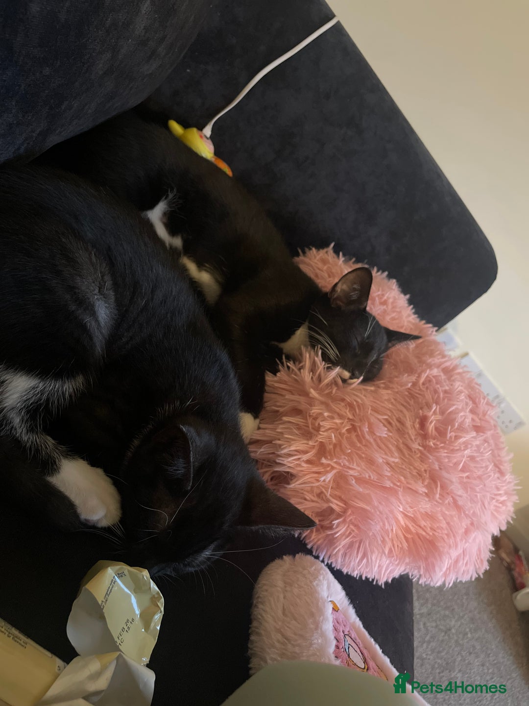 Mixed Breed cats for sale: Female&Male - Image 2