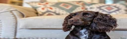 Cocker Spaniel dogs for sale: Sort hard to find - Advert 3