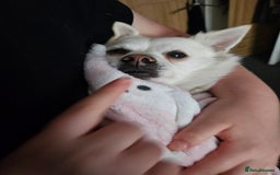 Mixed Breed dogs for sale: Casper  - Image 4