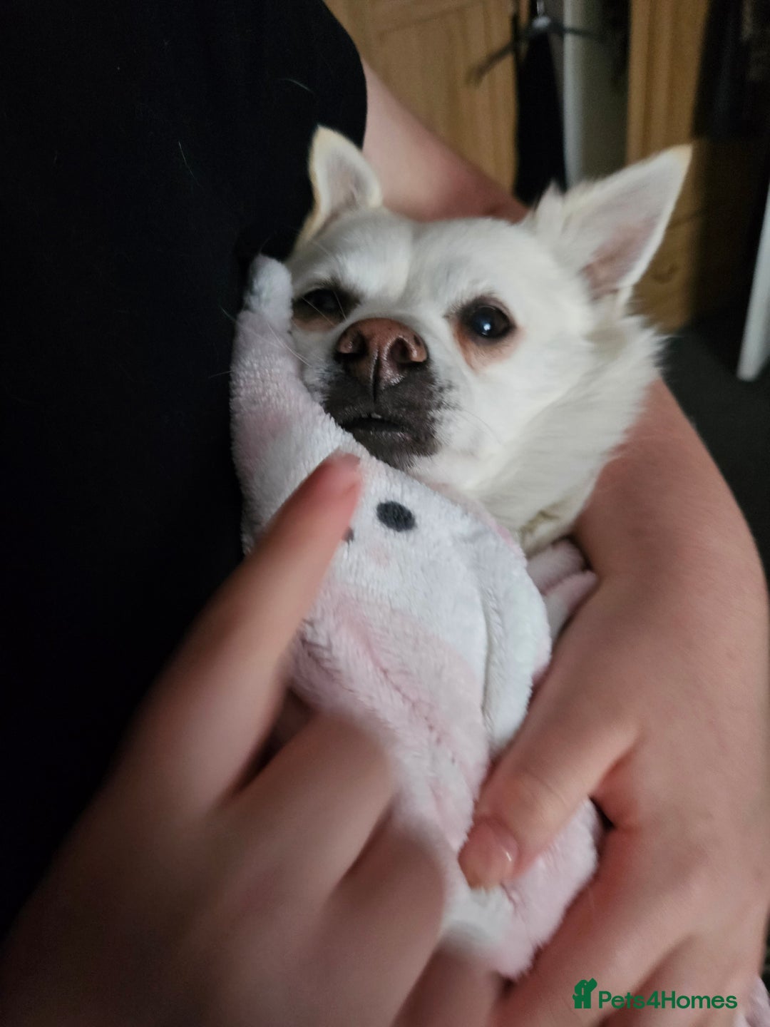 Mixed Breed dogs for sale: Casper  - Image 4