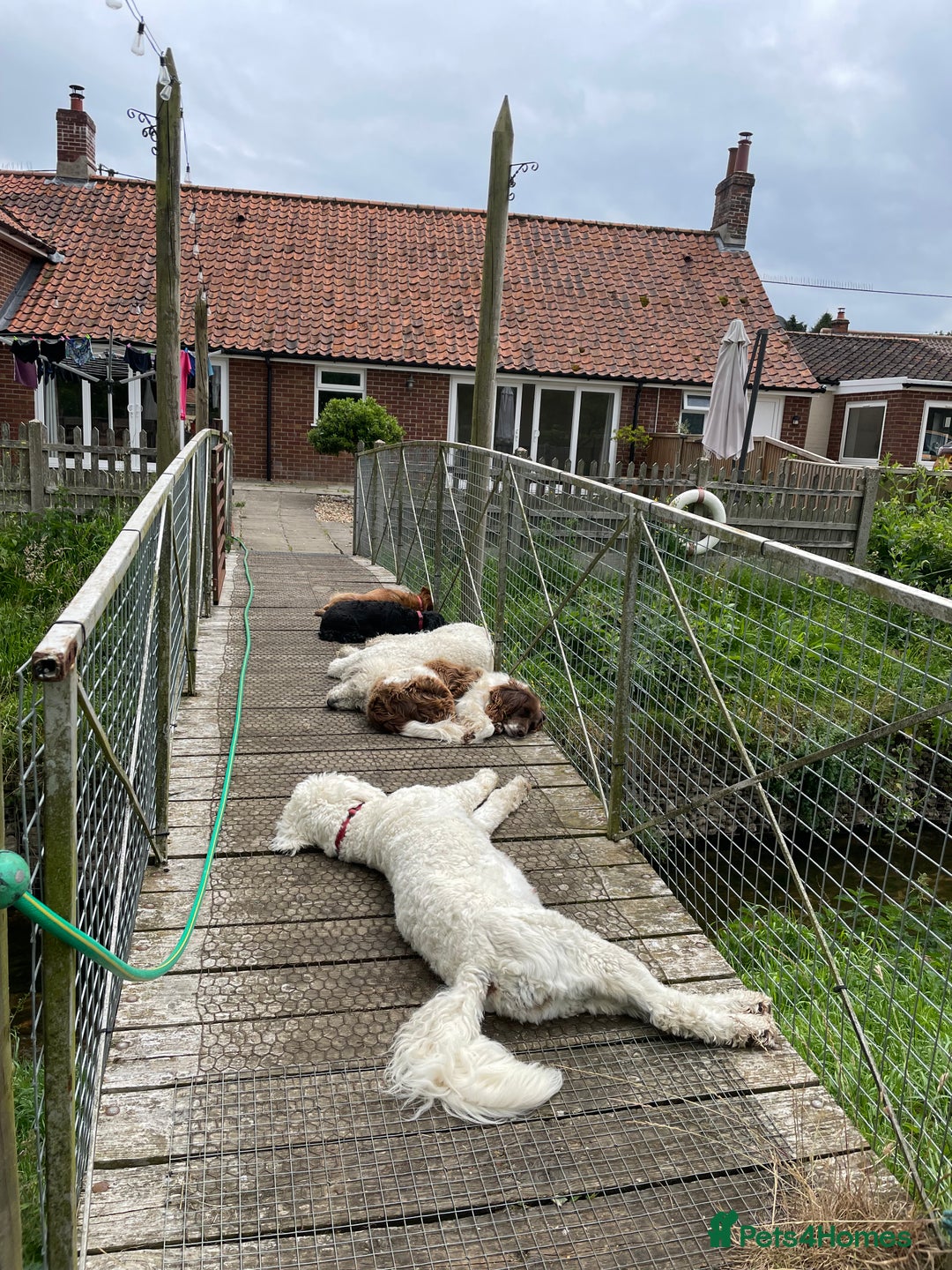 Standard Poodle dogs for sale: Standard Poodle x St Berdoodle  - Image 38