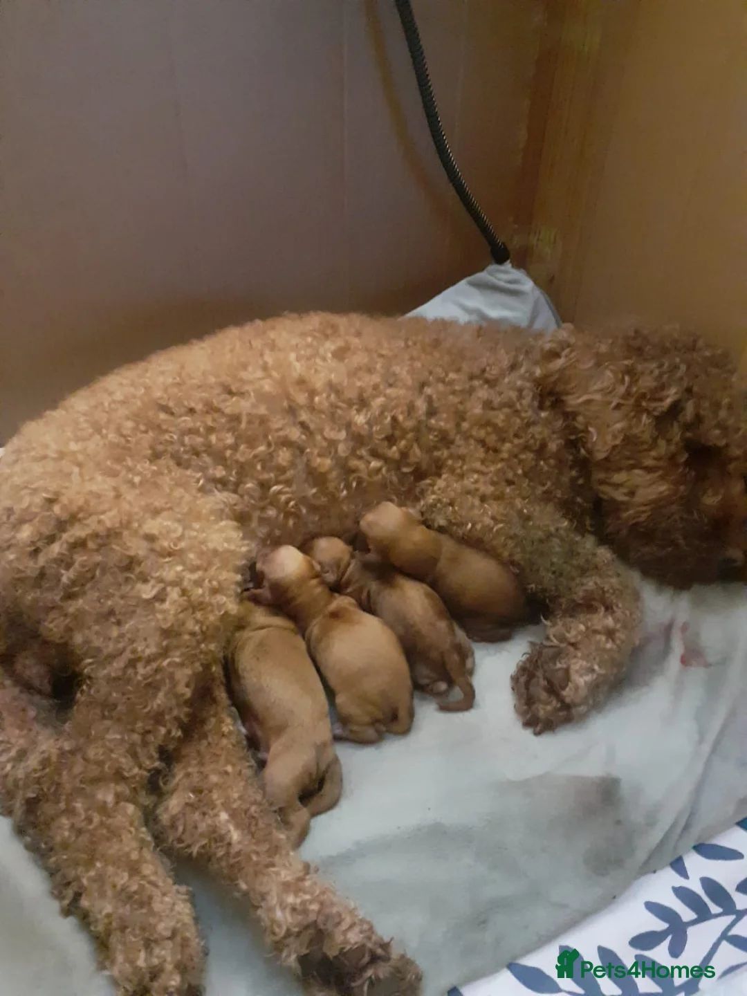 Cockapoo dogs for stud: F1 Red Cockapoo PROVEN Stud-Extensively DNA Tested in Stafford - Advert 10